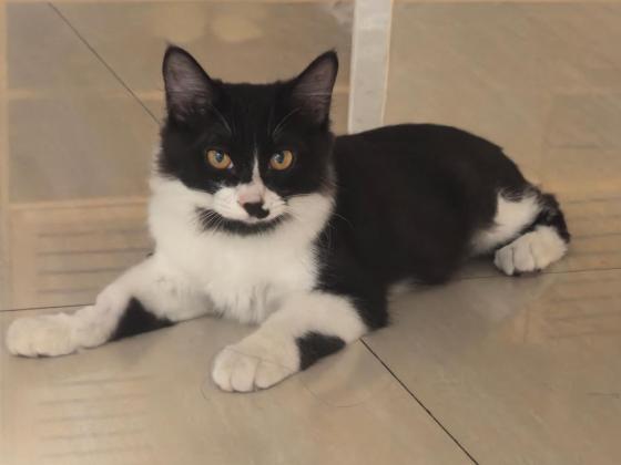 猫咪·长毛奶牛猫·警长