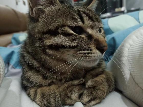 猫咪·测试数据·测试数据