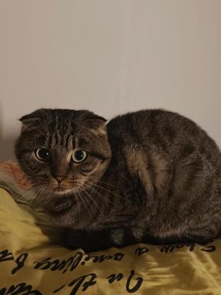 猫咪·美短梨花串·迪迪