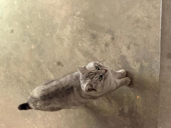 狗狗·银渐层·流浪猫