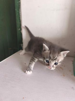 猫咪·斑纹·小灰