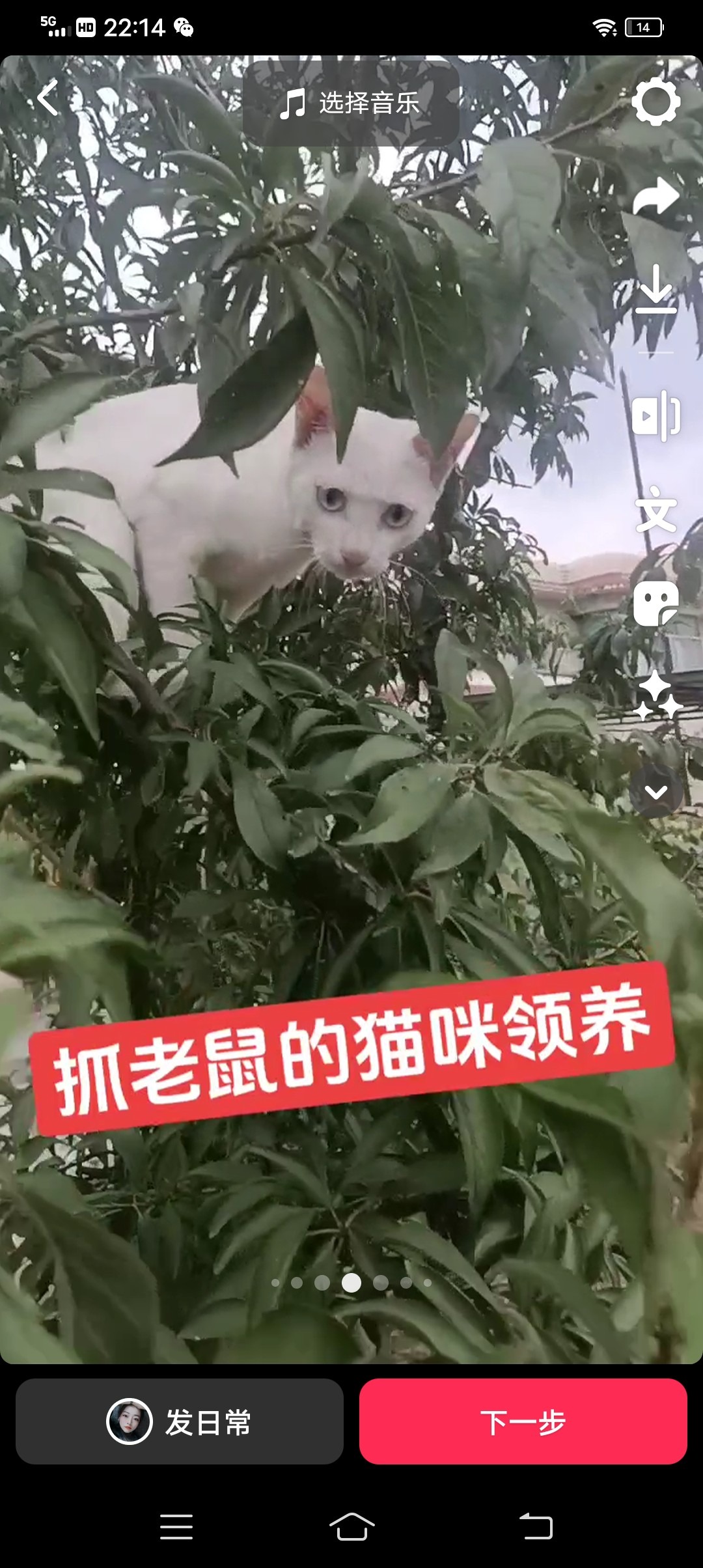 猫咪·有偿领养·小花