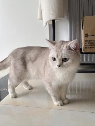 猫咪·银渐层·初一