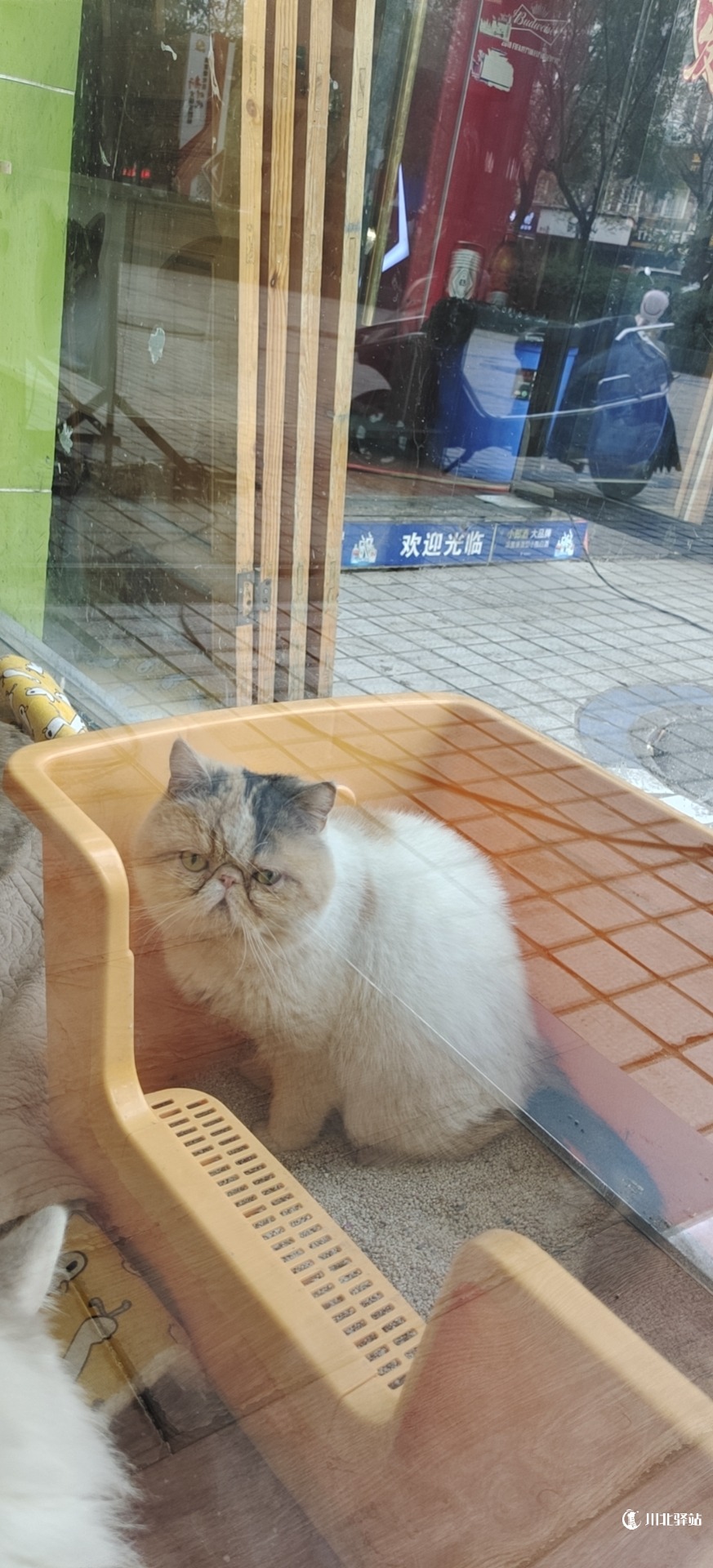 猫咪·有偿领养·加菲