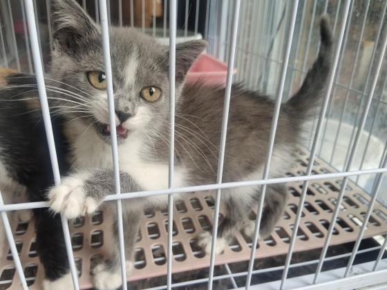 猫咪·英短蓝白·蓝白