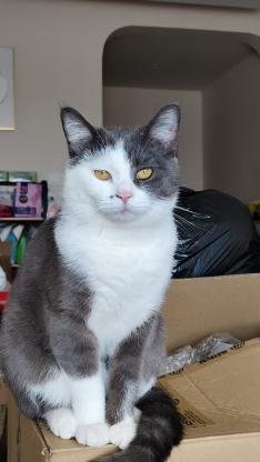 猫咪·蓝白 银渐层·乐乐 四月