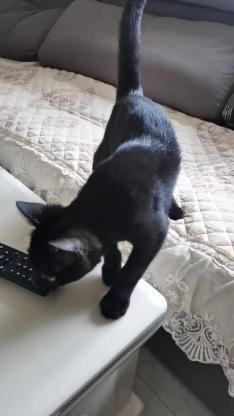 猫咪·黑猫·豆包