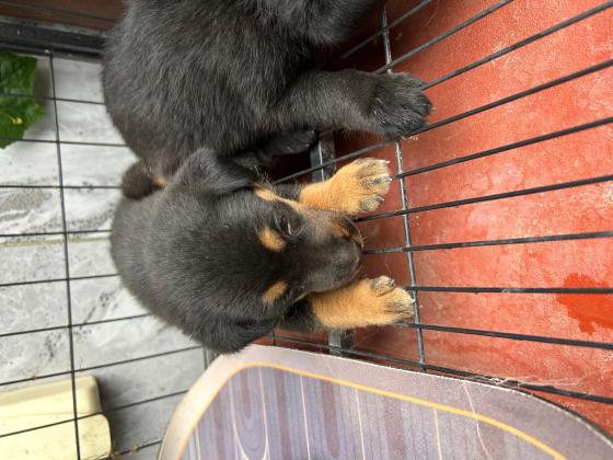 狗狗·土狗·末取