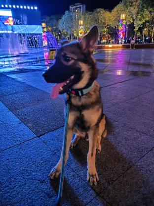 狗狗·昆明犬串串·灰灰