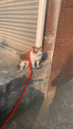 猫咪·布偶·不知道