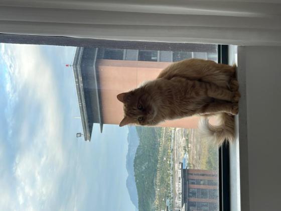 猫咪·田园猫·豆包