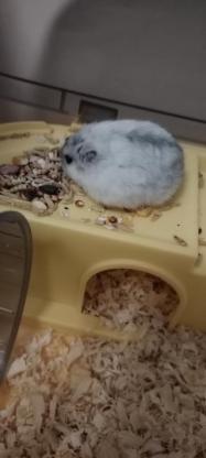 小宠·仓鼠·叮叮