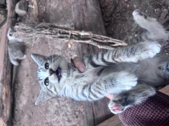 猫咪·银渐层·汤圆