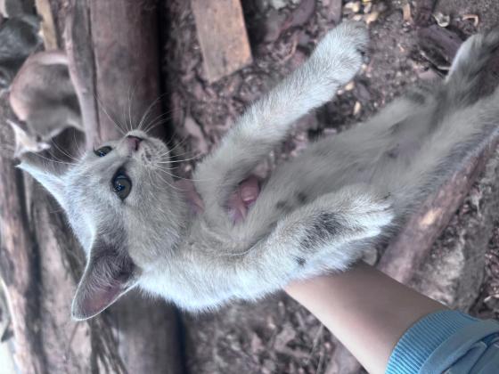 猫咪·银渐层·团子