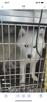 狗狗·萨摩耶·无