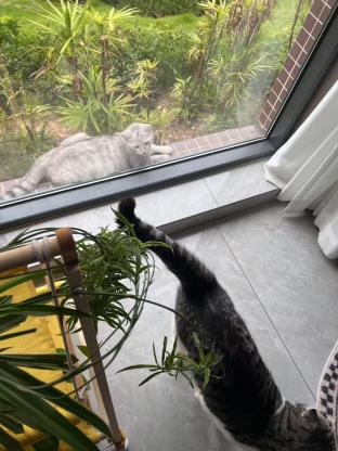猫咪·未知·无