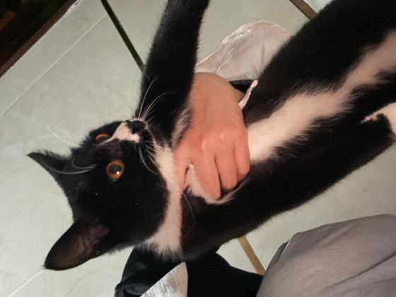 猫咪·奶牛猫·黑猫警长