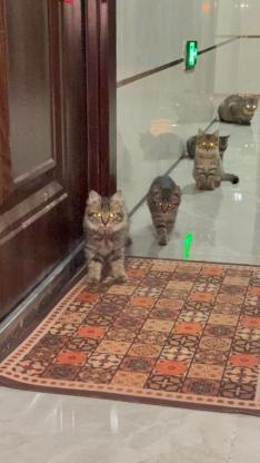 猫咪·梨花·无