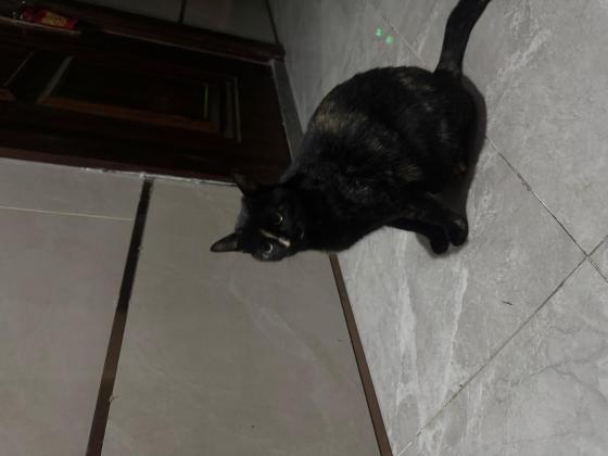 猫咪·未知·等你取