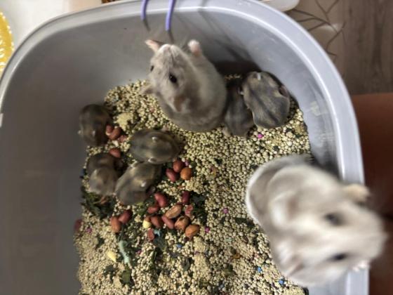 小宠·仓鼠·仓鼠