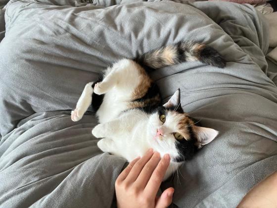 猫咪·矮脚三花·十二