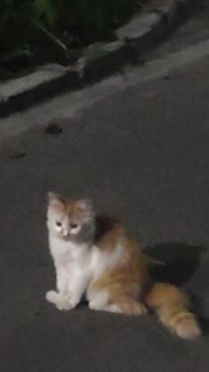 猫咪·长毛猫·小橘