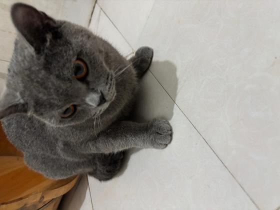 猫咪·蓝猫·灰灰