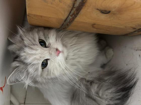 猫咪·金吉拉梨花串·无