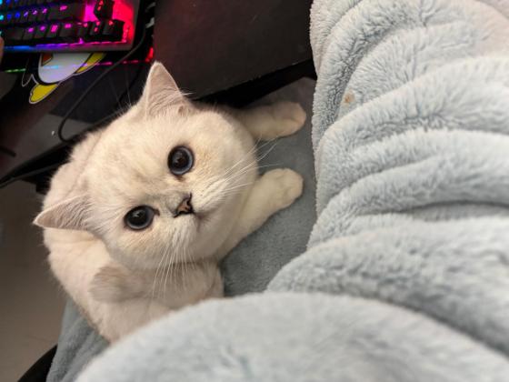 猫咪·银点·叨叨