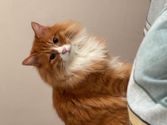 猫咪·长毛橘猫·毛毛