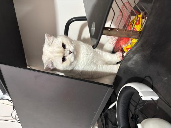 猫咪·银点·叨叨