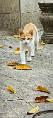 猫咪·田园猫·小橘白
