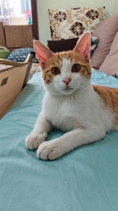 猫咪·中华田园猫·布丁