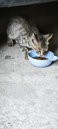 猫咪·中华田园狸花猫·小可爱