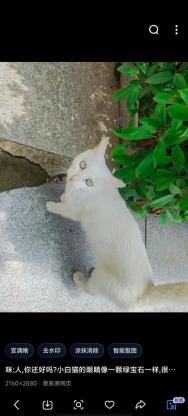 猫咪·田园猫·奶糖