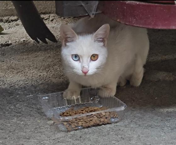 猫咪·田园猫·异瞳小白