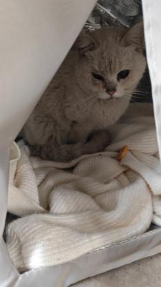 猫咪·银渐层·乖乖