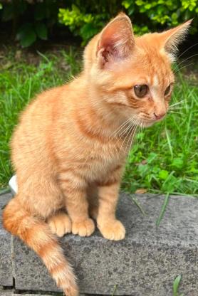 猫咪·中华田园·小虎仔