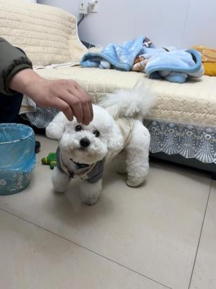 狗狗·比熊·小米