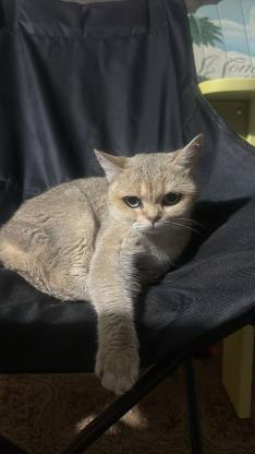 猫咪·金渐层·妹妹