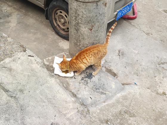猫咪·橘猫·流浪