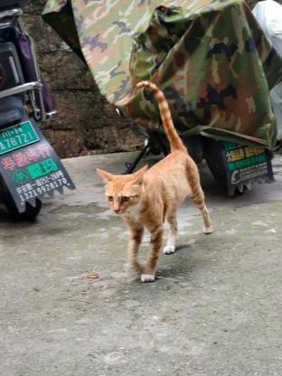 猫咪·橘猫·小橘