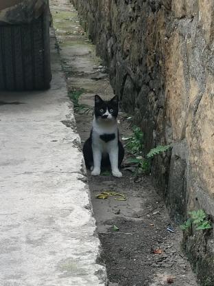 猫咪·奶牛猫·小猫