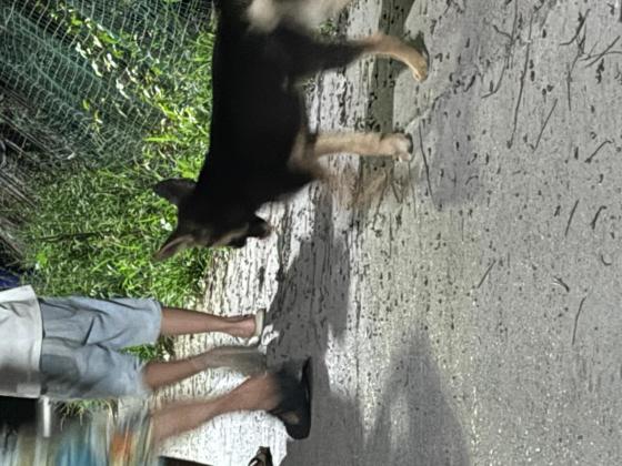 狗狗·土狼狗·无