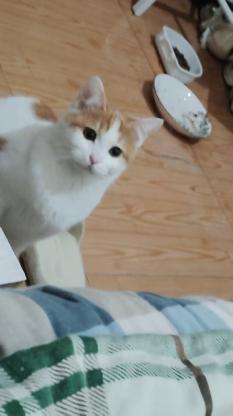 猫咪·橘白·猫咪