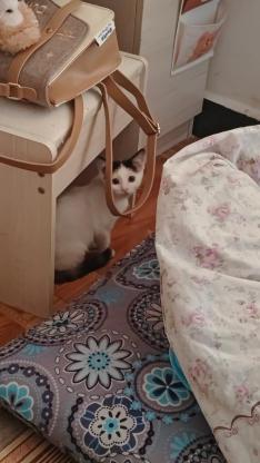 猫咪·串串·刘海