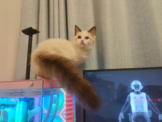 猫咪·布偶·朝朝