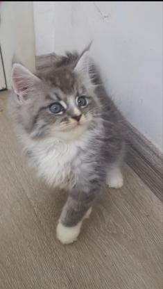 猫咪·缅因·缅因布偶混血