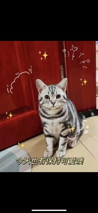 猫咪·美短标斑·圆圆