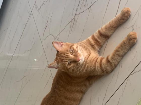 猫咪·橘猫·元宝